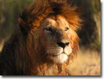 lion visual