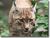 lynx visual