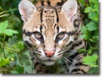 ocelot visual