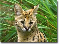 serval visual