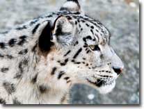 snow leopard visual