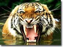 tiger visual