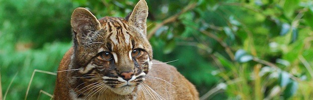 Gato Dorado Asiático