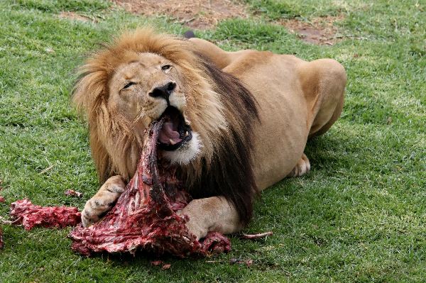 Big Male Lion Eating An Animal Carcass - Feline Facts and Information