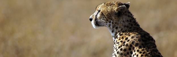 Cheetah Conservation