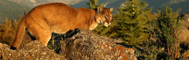 how long do cougars live in the wild