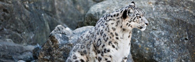 Leopardo de las Nieves