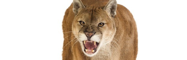 puma animal characteristics