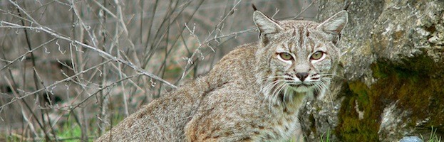 Bobcat