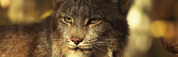 Canadian Lynx