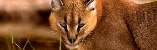 Caracal