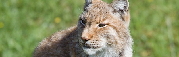 Conservación del Lince