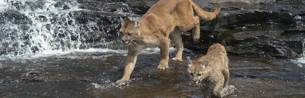 Puma - Felinos Información y