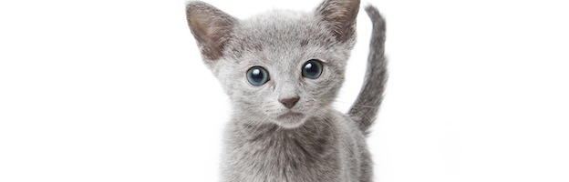 Arriba cuerno Humanista Gato Doméstico - Felinos Información y Características