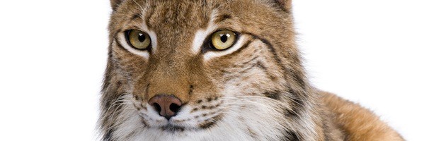 Eurasian Lynx