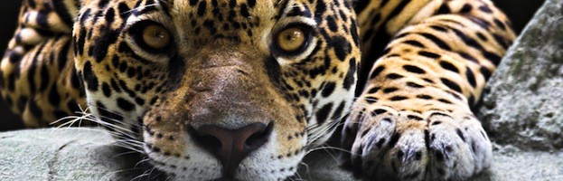 Jaguar Facts Feline Facts And Information