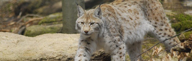 Lynx Facts