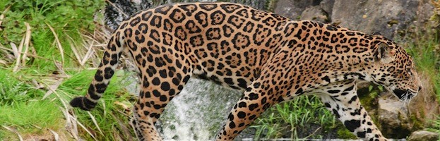 Distribución y Hábitat del Jaguar