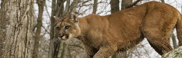 Cougar Habitat and Distribution