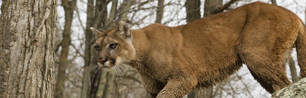 Cougar Habitat - Feline Facts and Information