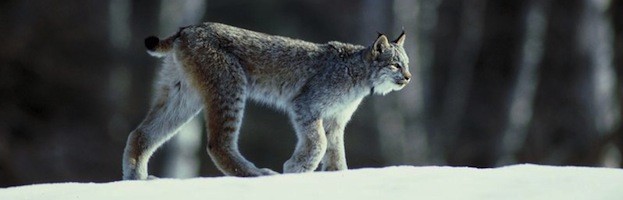 Hábitat del Lince