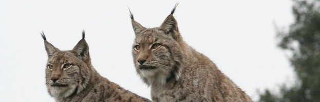 Iberian Lynx