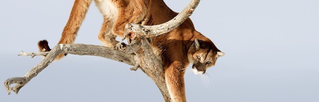 Cougar Information