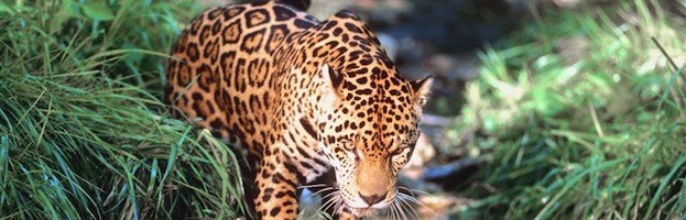 Jaguar