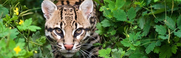 Ocelot