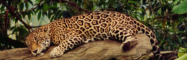 Imágenes del Jaguar