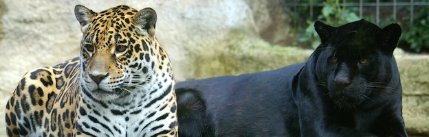 Reproducción del Jaguar - Felinos Información y Características