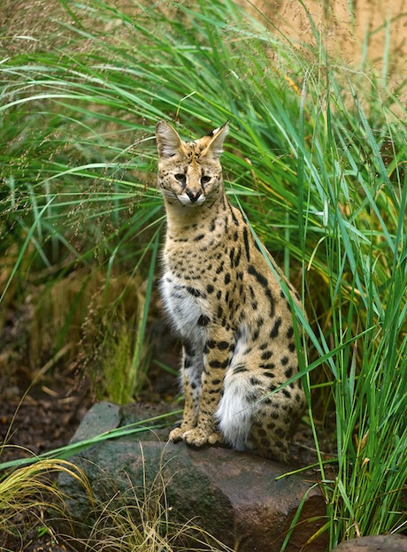 Serval - Feline Facts and Information