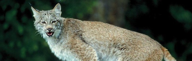 Especies de Lince