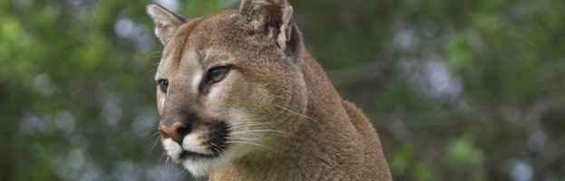 animal puma origen